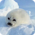 Arctic animals - YouTube