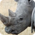 Adopt a Rhino