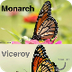 Quiz: Will These Monarch Look-