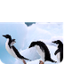 Why Can’t Penguins Fly? | Wond