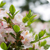 Todo sobre la flor azalea