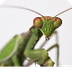 Compare a Praying Mantis to it