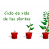 Ciclo de vida de las plantas -