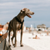 Best Dog Beaches