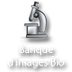 Banque d'image biologie