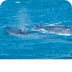 Blue Whale