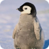 Where are penguins found?