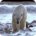 Extinctions : L'ours polaire -