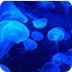 Jellyfish Aquarium 
