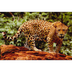 All kinds of Animal Clipart
