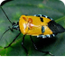 Insects and Bugs - Interactive