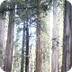 Redwood National Park