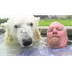  Man Who Swims with Polar Bear