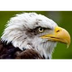 Live Eagle Cam