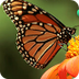 Butterflies Gardens with Wing