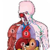 Human Body Unit