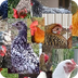 List of 44 chicken breeds