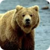 Grizzly Bear Webcam