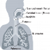 PDF pulmones