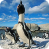 African Penguins Info