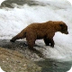 Grizzly Teaches Cubs to Fish