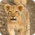 African Wildlife Animals - Afr