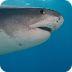 Info: Sand Tiger Shark