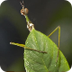 Stick Insect | San Diego