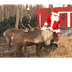 Santa's Reindeer Live
