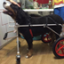 Canine Wheelchair for Pets