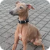 Galgo italiano
