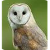 Barn Owl Cam