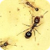 Ants Kidcyber