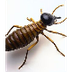 Best Termite Inspections Blue 