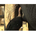 ▶ San Diego Zoo Kids - Elephan
