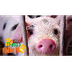Pig Video