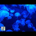 Jellyfish Aquarium ~ Relaxing