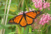Experience Monarch Butterflies