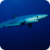tiburon azul (WB)