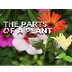 The Parts of a Plant 