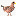 Chicken Anatomy: A Look At A C