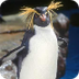 Rockhopper penguin chick at Sa