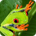 Red-eyed Tree Frog - Animal Fa