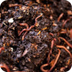 Worm Composting: A Beginner's 