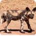 African Wild Dogs, African Wil
