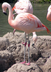 Chilean Flamingo: The Animal F