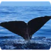 Sperm Whale (Physeter Macrocep