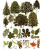 Der Wald - Infos Bäume,Quiz