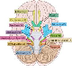 Cranial nerve 