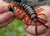 Centipede and Millipedes Facts